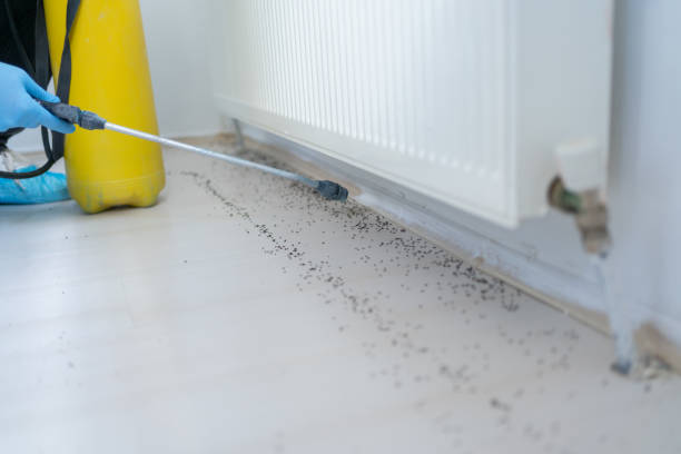 Reliable Blackwood, NJ Pest Control Solutions